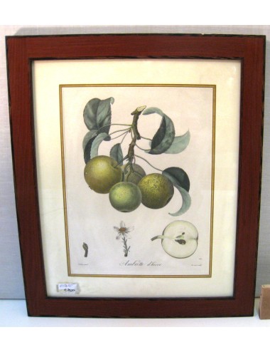Stampe di frutta (n.10)