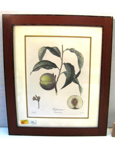 Stampe di frutta (n.10)