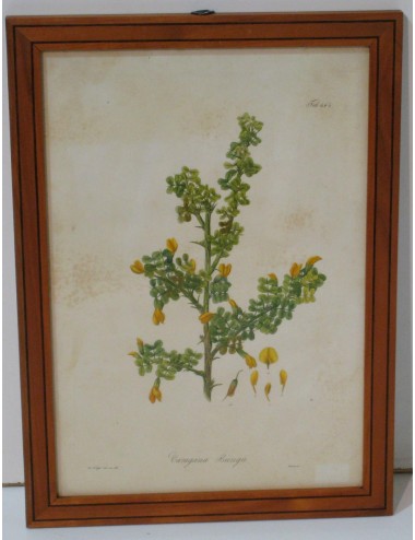 4 stampe floreali