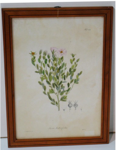4 stampe floreali