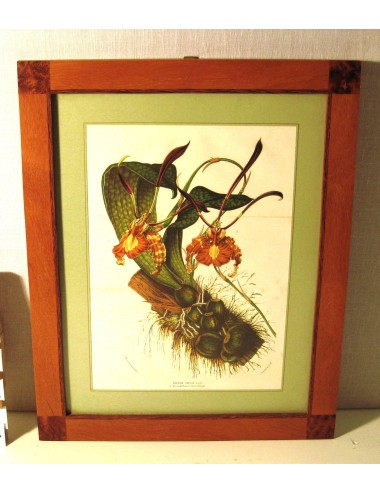 4 Large Flower Prints
