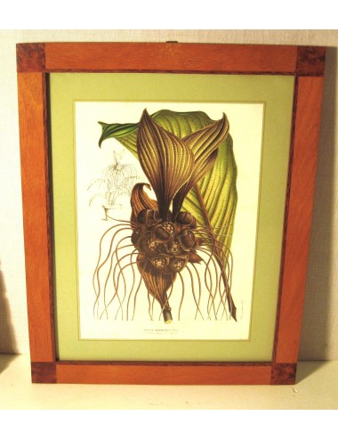 4 Large Flower Prints