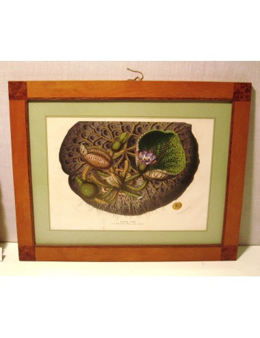 4 Large Flower Prints