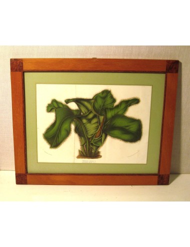 4 Large Flower Prints