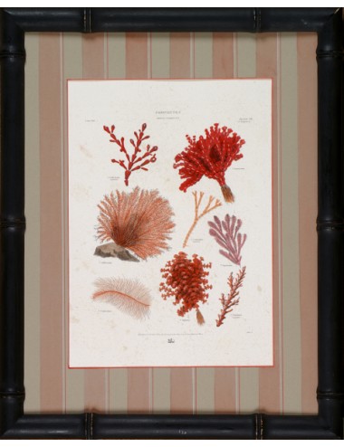 2 prints in black bamboo frame small corals subject