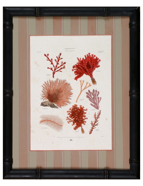 2 prints in black bamboo frame small corals subject