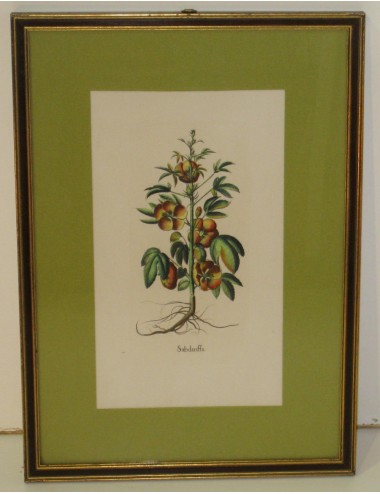 4 Stampe botaniche pass. Verde