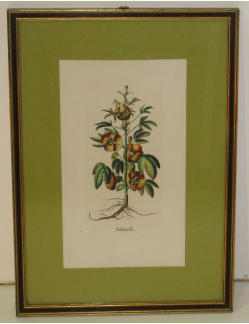 4 Stampe botaniche pass. Verde