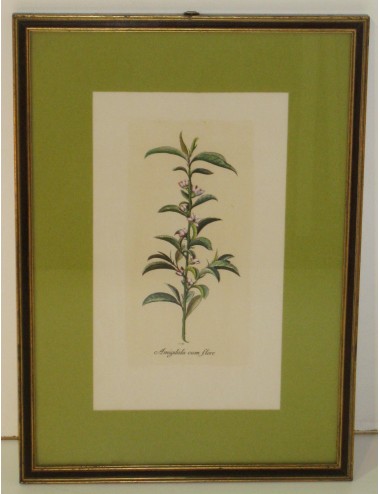 4 Stampe botaniche pass. Verde