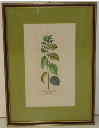 4 Stampe botaniche pass. Verde