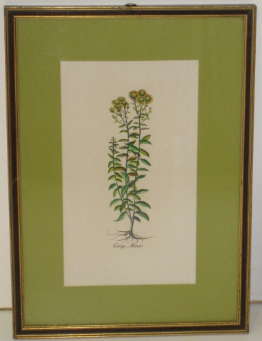 4 Stampe botaniche pass. Verde