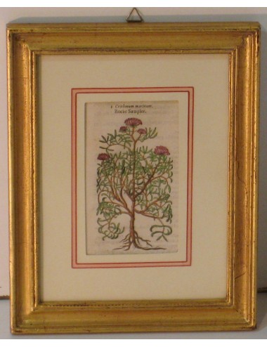 4 Stampe botaniche pass. Verde