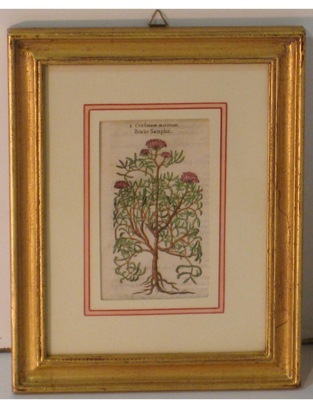 4 Stampe botaniche pass. Verde