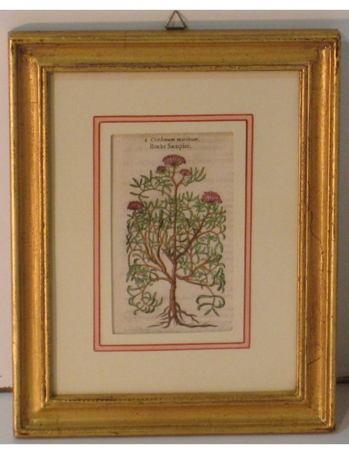4 Stampe botaniche pass. Verde