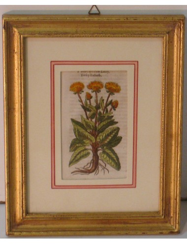 4 Stampe botaniche pass. Verde