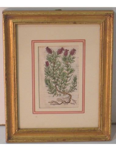 4 Stampe botaniche pass. Verde