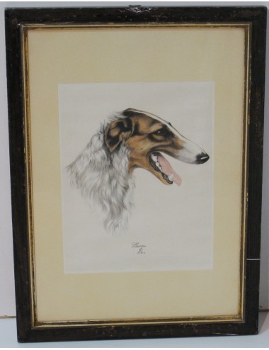 7 impronte di cani