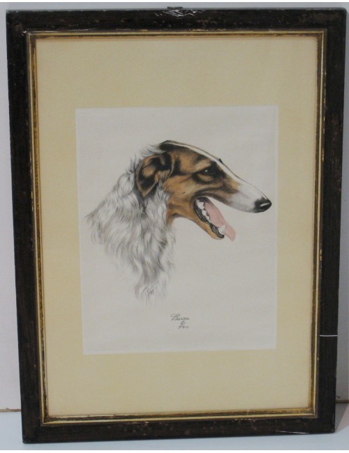 7 impronte di cani