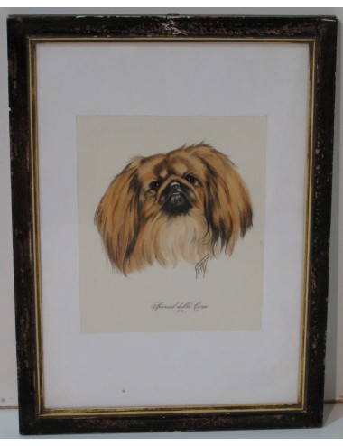 7 impronte di cani