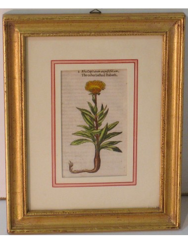 4 Stampe botaniche pass. Verde