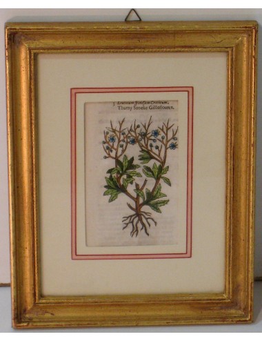 4 Stampe botaniche pass. Verde