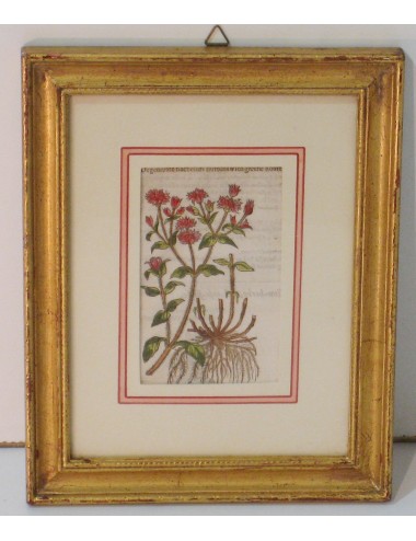 4 Stampe botaniche pass. Verde