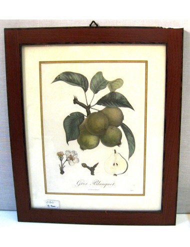 Fruit prints (no.10)