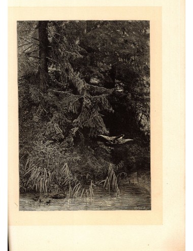 40 unframed book prints (hunting)