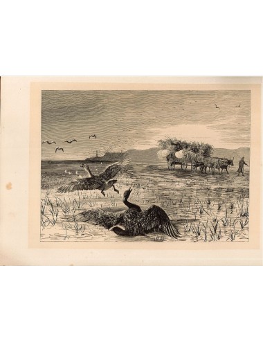 40 unframed book prints (hunting)