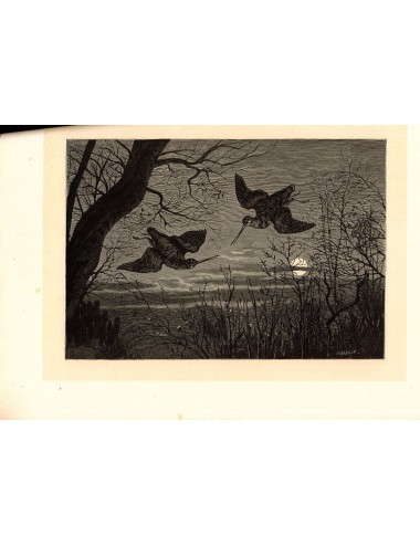 40 unframed book prints (hunting)