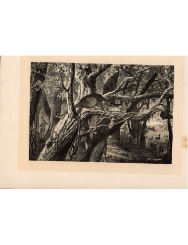 40 unframed book prints (hunting)