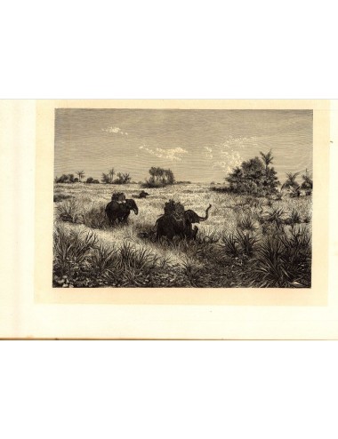 40 unframed book prints (hunting)