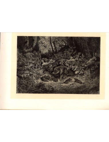 40 unframed book prints (hunting)