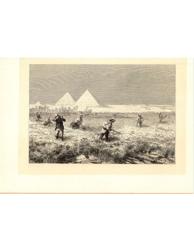 40 unframed book prints (hunting)