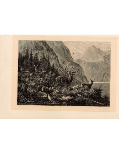 40 unframed book prints (hunting)