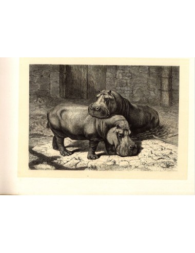 40 unframed book prints (hunting)