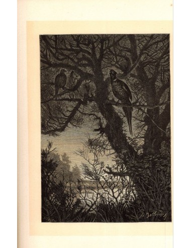 40 unframed book prints (hunting)