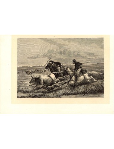 40 unframed book prints (hunting)