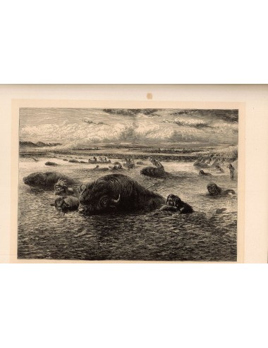 40 unframed book prints (hunting)