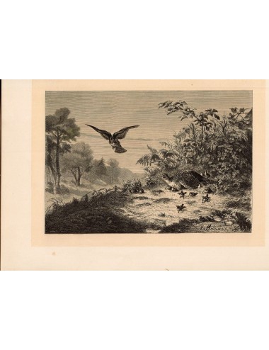 40 unframed book prints (hunting)