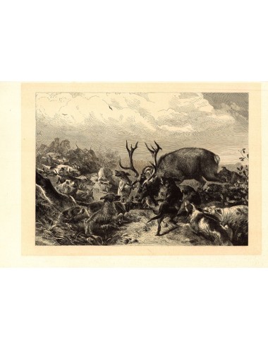 40 unframed book prints (hunting)