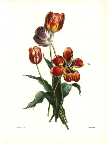 2 prints - flowers -