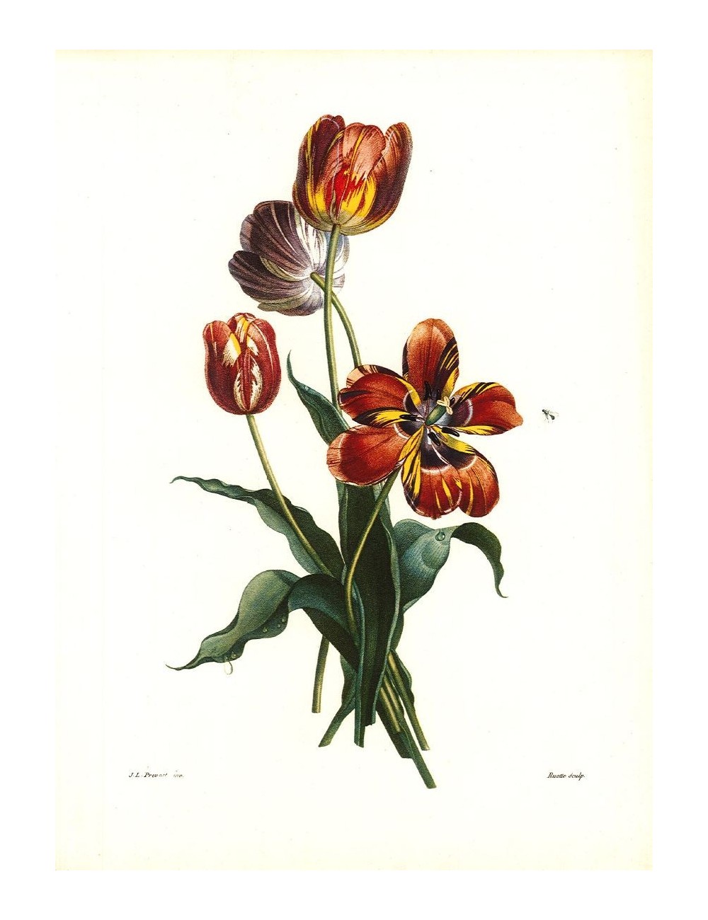 2 prints - flowers - 2 prints - flowers -