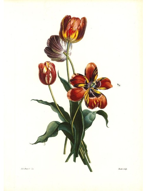 2 prints - flowers -