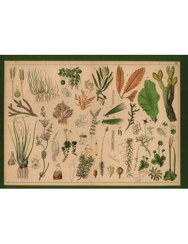 13 Stampe floreali senza cornice
