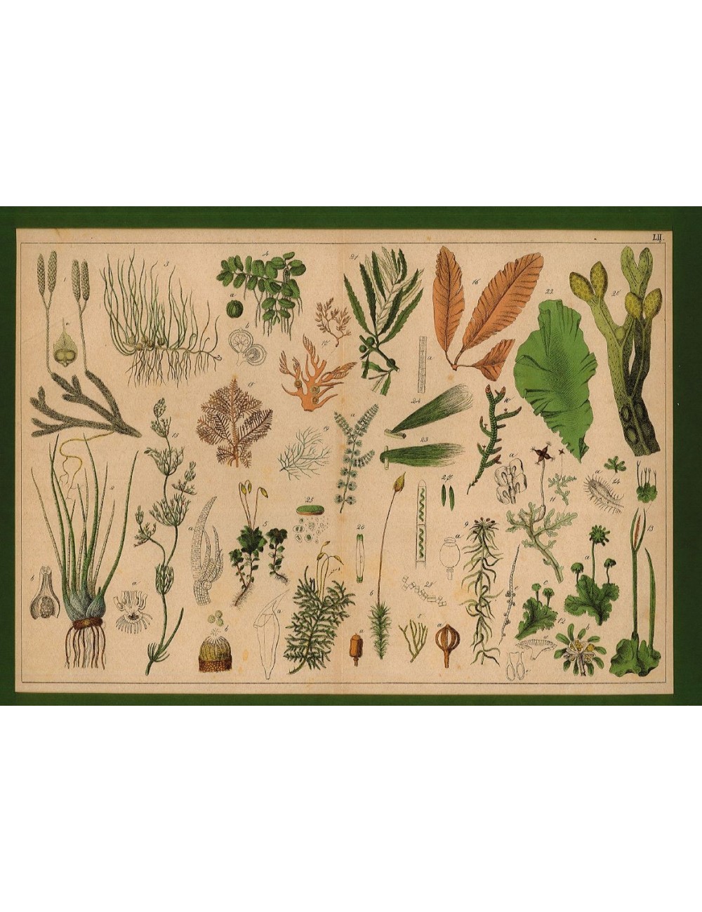 13 Unframed Flower Prints 13 Unframed Flower Prints