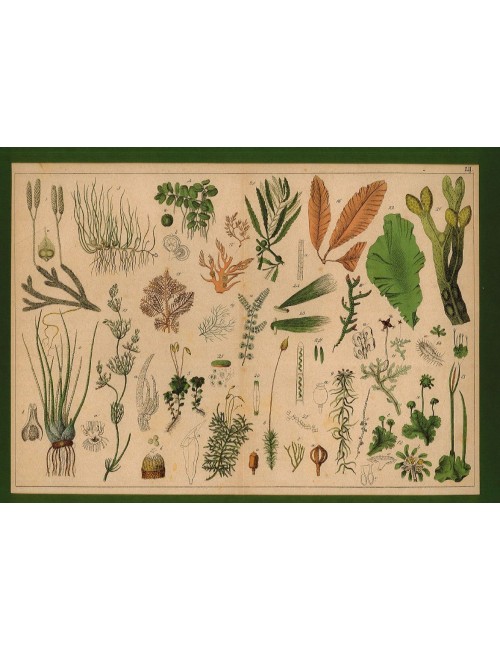 13 Stampe floreali senza cornice
