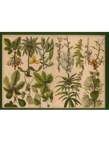 13 Stampe floreali senza cornice