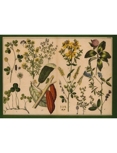 13 Stampe floreali senza cornice