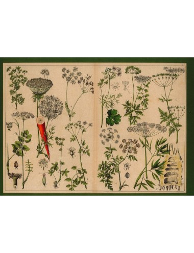 13 Stampe floreali senza cornice